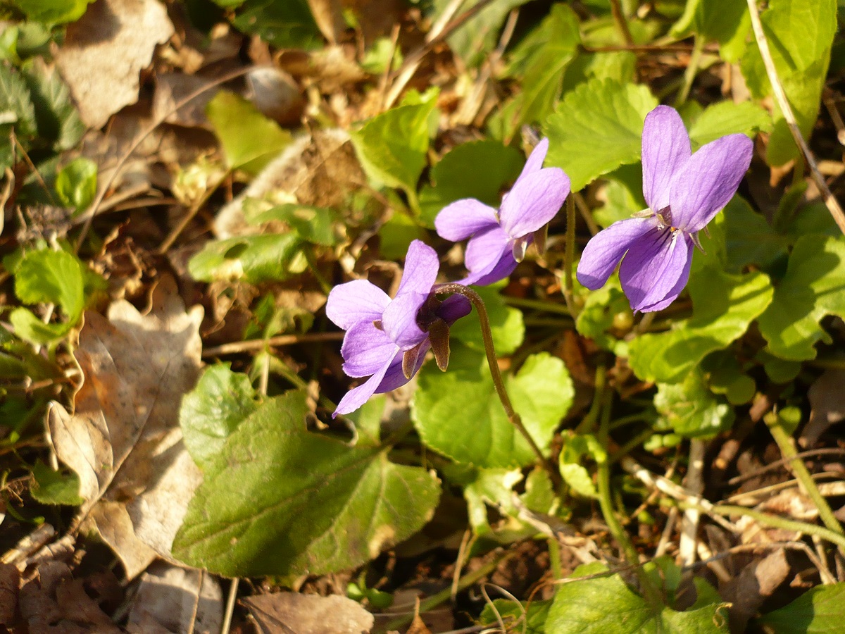 Viola hirta (Violaceae)